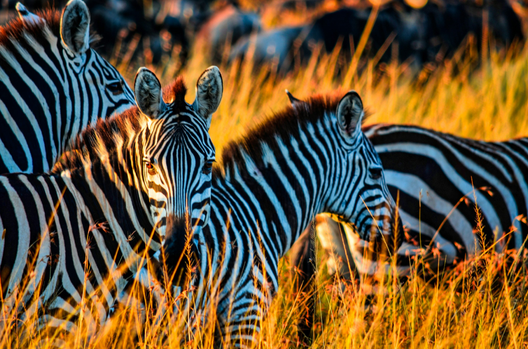 Mikumi National Park