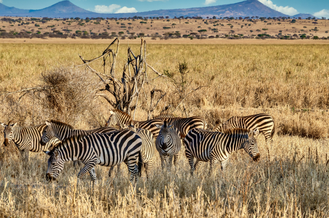 Ruaha National Park